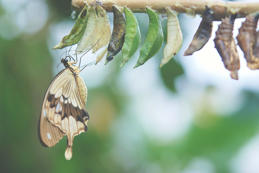 Rituals: Our Negative Emotions and How to Transform Them